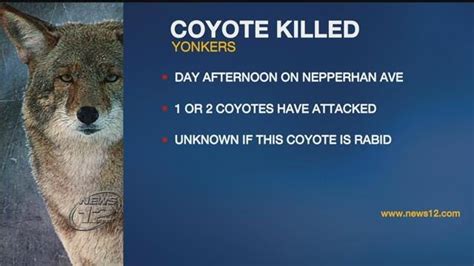 Coyote Fatally Shot In Yonkers