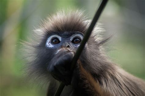 Monkey Primate Wildlife Free Photo On Pixabay