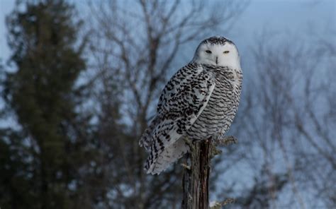 Snowy Owl In Northern Minnesota Rowls
