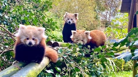 Two Endangered Red Panda Cubs Born At Curraghs Wildlife Park Bbc News