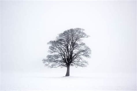 Lone Tree In Winter Quillcards Blog