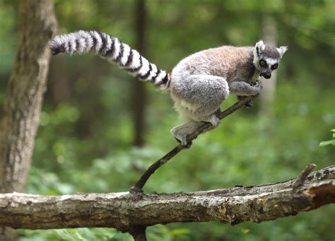 Ring Tailed Lemur Duke Lemur Center