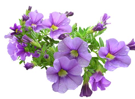 Purple Flowers Download Transparent Png Image Png Arts