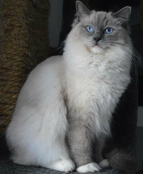 Blue Mitted Ragdoll Complete Guide Vocal Cats