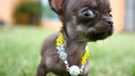 Worlds Smallest Dog 2012 Milly The Chihuahuamp4 Youtube