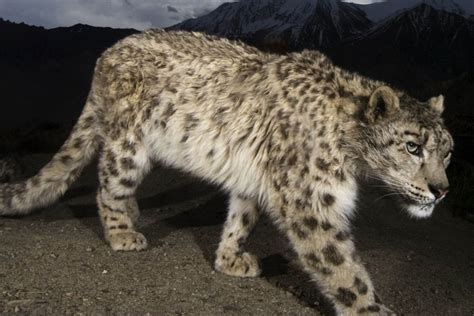 Snow Leopards Playing Hide And Seek With Himalayas Living Ghosts At