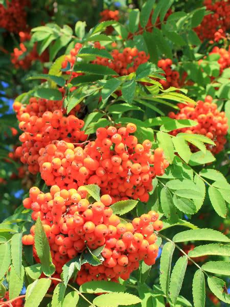 Fraxinus americana, or white ash, is a deciduous tree, native to north carolina and found the cultivars of white ash are generally much more desirable than seedling trees and are well worth. Showy Mountain Ash for Sale - TreeTime.ca
