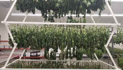 Best Cannabis Drying Racks To Maximize Space And Efficiency Lift And Grow