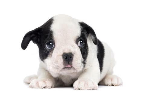 Once your puppy gets old enough you need to start training him or her. French Bulldog Puppy, 2 Months Old Stock Image - Image of ...