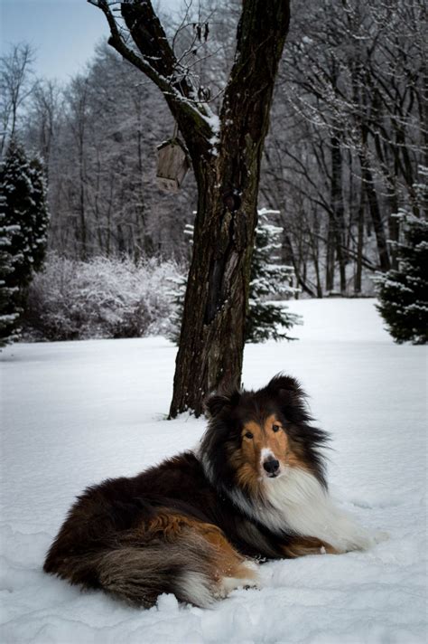 Pin On Sheltie Sheltie