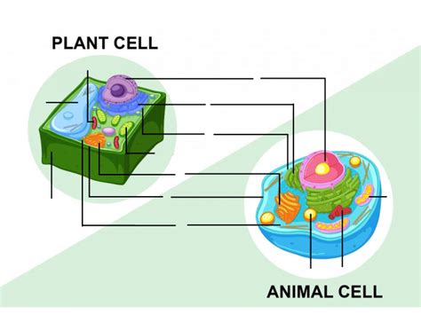Plant Vs Animal Cell Simple Quiz