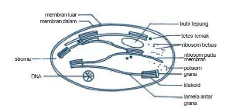 Kloroplas sendiri mampu memanfaatkan gelombang foton untuk mengoksidasi klorofil seperti klorofil a pada fotosistem ii (p680). Perbedaan Antara Organel Sel pada Hewan Dengan Organel Sel ...