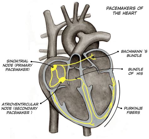 Heart Anatomy Electrical Pathway