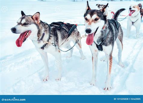 Husky Dog Sleds At Finland Lapland In Winter Stock Photo Image Of
