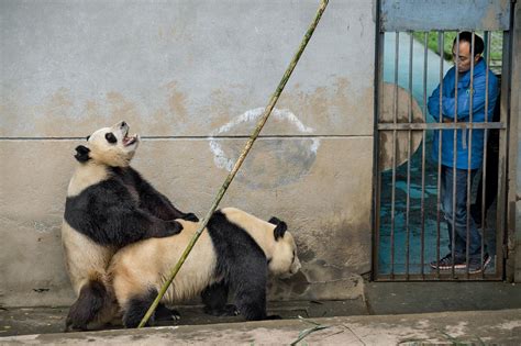Osos Panda Regreso A La Libertad En China
