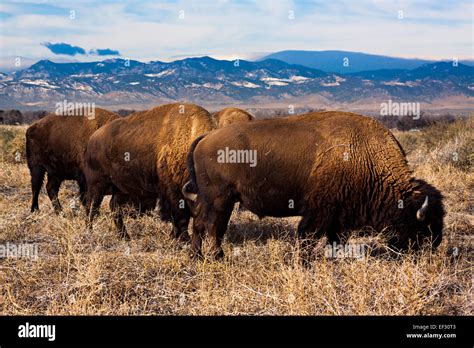 Group Of Bison Eating In A Grassy Field Rocky Mountain Arsenal
