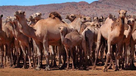 up to 10 000 camels are being shot and killed amid australia drought