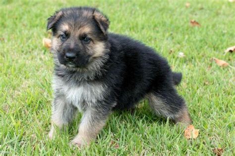 Purebred German Shepherd Puppy For Sale In Pompton Plains New Jersey