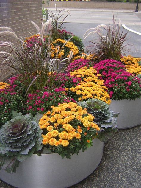 Jun 14, 2021 · purple flowers also look great alongside white flowers, pink flowers, or yellow blooms. I love the autumn colors, mums, flowering cabbage and ...
