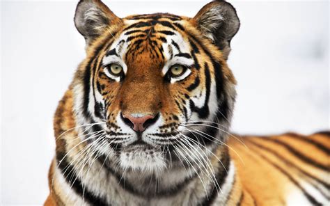 Tigers Big Cats Hd Wallpaper Rare Gallery
