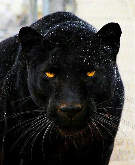 Black Panther Animals Beautiful Cute Animals Big Cats