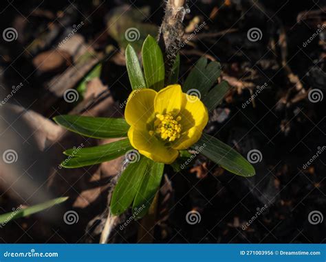 Winter Aconite Eranthis Hyemalis Blooming With Bright Yellow Flower
