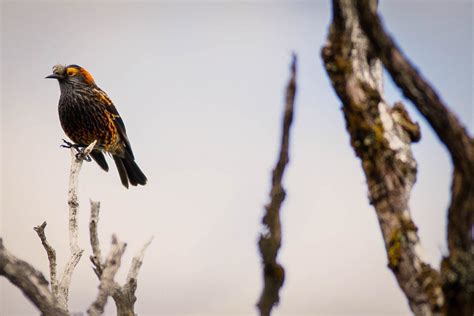 Short Documentary On Saving Forest Birds Released By Haleakalā National