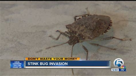 Stink Bug Invasion Youtube