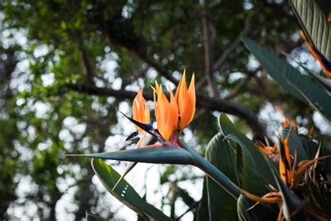How To Care For The Bird Of Paradise A Complete Guide Happy House Garden