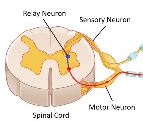 Relay Neuron Key Stage Wiki