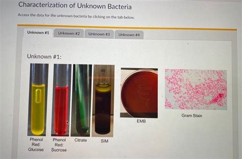 Solved Characterization Of Unknown Bacteria Access The Data