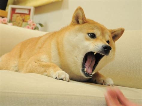 1920x1080 doge, space, moon, artwork wallpapers hd / desktop and mobile backgrounds. Doge Meme - Much Wow Dog - Funny Shiba Inu Meme