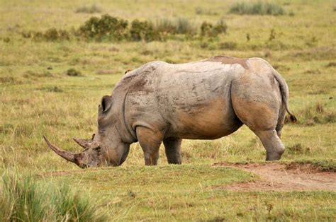The Big Five In Kenya Rhino Rhinoceros Animals Africa Jungle Safari