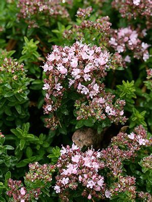 Grow an edible ground cover by planting greek oregano (origanum vulgare subsp. Origanum vulgare NANA OREGANO great ground cover and bee ...