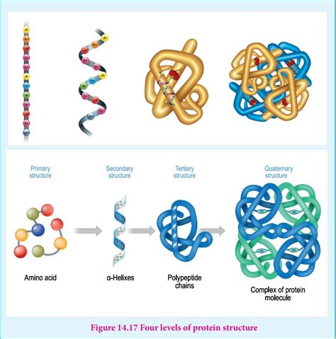 Proteins Structure Denaturation Importance