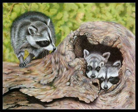 Raccoons By Wildlife And Colored Pencil Artist Gemma Gylling Gemme