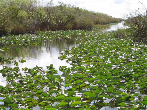 Everglades Florida Swamp · Free Photo On Pixabay