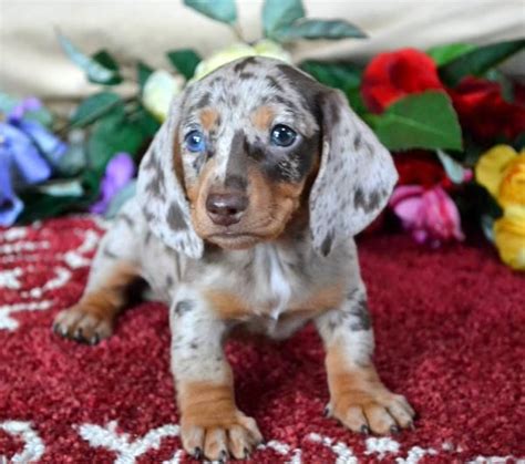 Mum is a really loving pet lives indoors and has had a lovely litter. Mini Dachshund Puppies For Sale Black Tan,Doxie Breeder ...