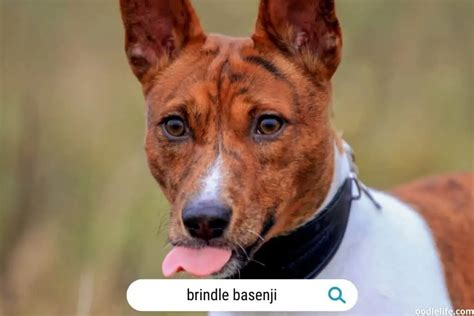 Dingo Vs Basenji Is The Dingo Related To The Basenji Photos