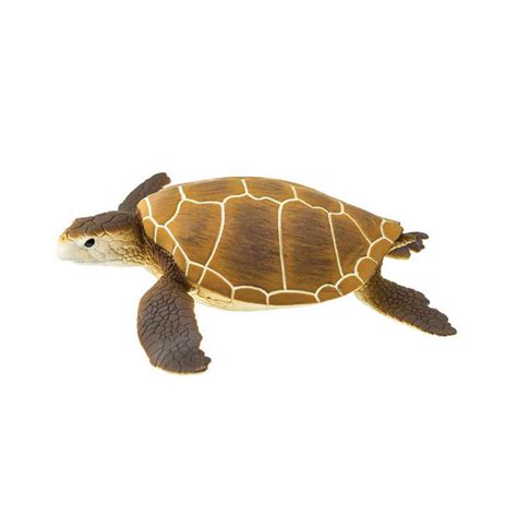 Green Sea Turtle Model