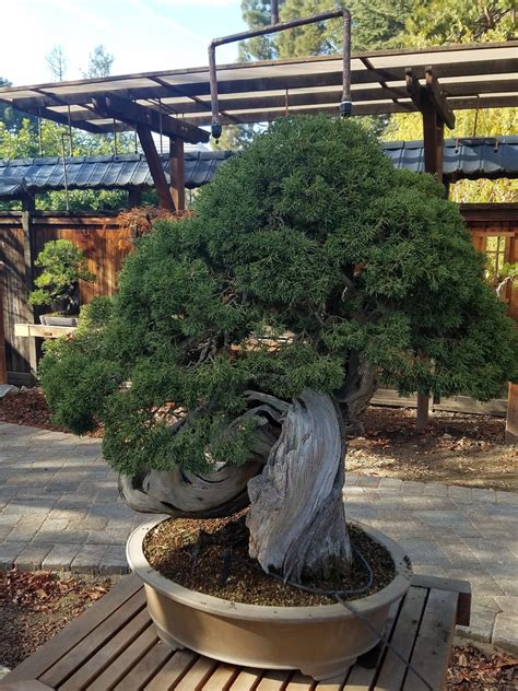 A well designed bonsai garden makes your trees stand out more than anything else. Adventures in Weseland: The Bonsai Garden at Lake Merritt