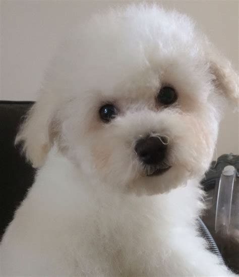 They are among the group of little white dogs that have been treasured by aristocrats for hundreds of years. BICHON FRISE PUPPIES FOR SALE | Whitby, North Yorkshire ...