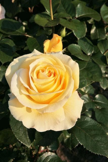 Edelrose Avec Amour ® Finde Deine Neue Rose Online Ratgeber