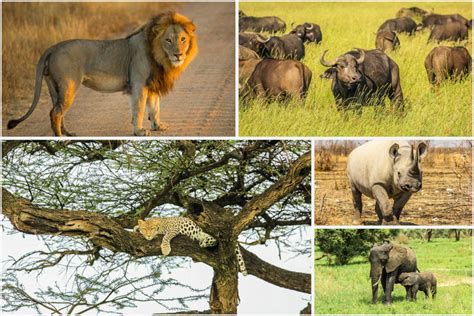 3 Days Masai Mara Big Five Safari Eminent Safaris