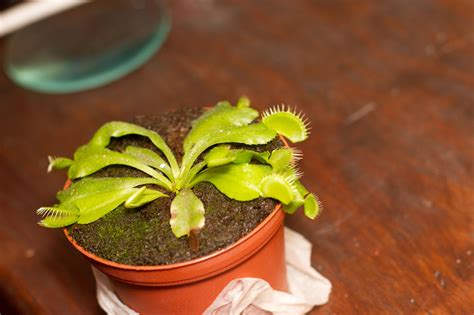 How To Grow A Venus Flytrap With Pictures Wikihow