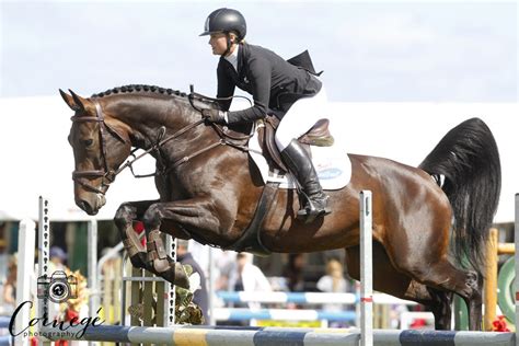 Hanoverians In Jumping And Eventing Nzhs