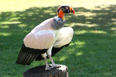 There were many symbols that the ancient egyptian used extensively. Free Egyptian Vulture Stock Photo - FreeImages.com