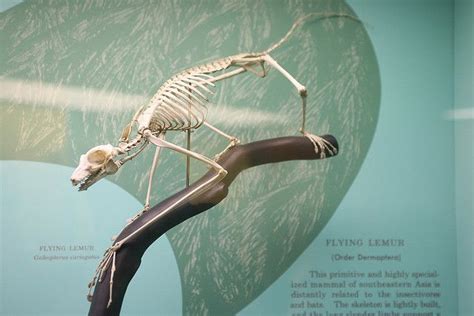 Flying Lemur Animal Skeletons Flying Lemur Lemur