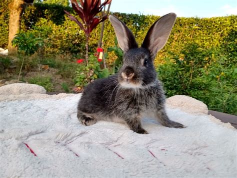 Silver Marten Rabbit Care Temperament Habitat And Traits With
