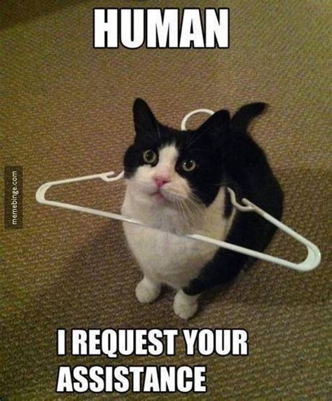 A Little Help Please Funny Cat Pictures Funny Cat Memes Cute